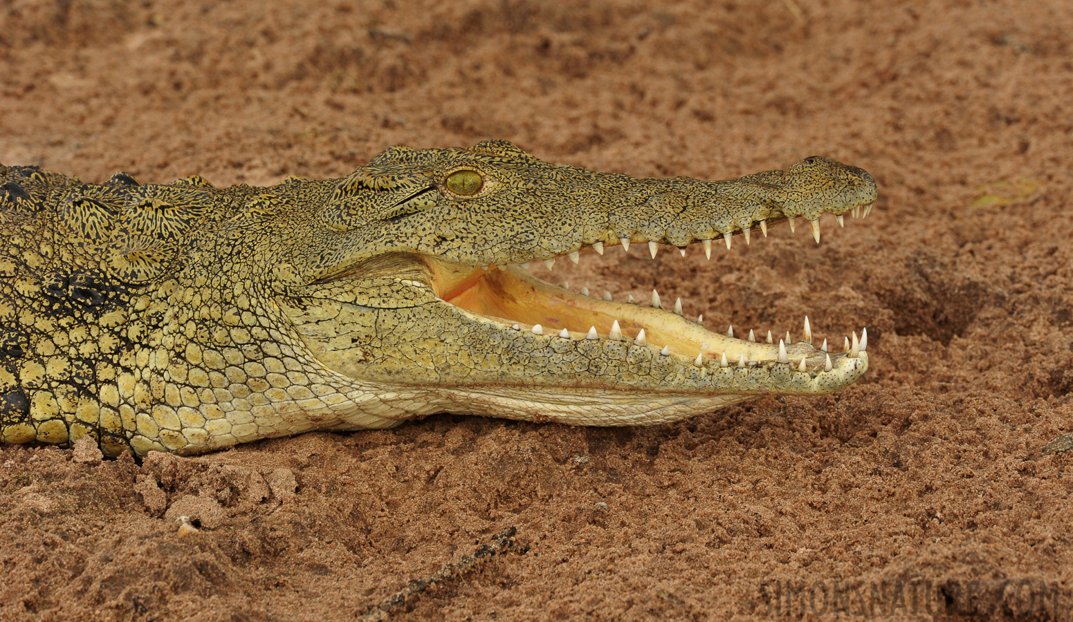 Crocodylus niloticus cowiei [550 mm, 1/320 Sek. bei f / 10, ISO 1600]